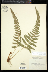 Polystichum platyphyllum image