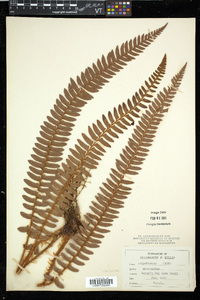 Polystichum triangulum subsp. mucronatum image