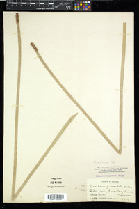 Eleocharis geniculata image