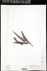 Matonia pectinata image