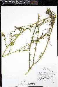 Chenopodium standleyanum image