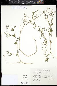 Chamaesyce hyssopifolia image