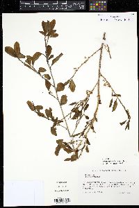 Erythroxylum havanense image