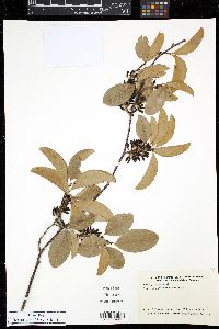 Erythroxylum areolatum image