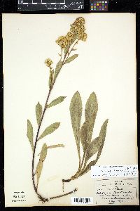 Solidago simplex image
