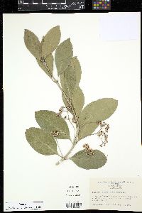 Euonymus fortunei image