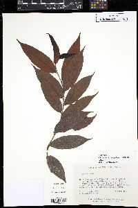 Chrysobalanus cuspidatus image