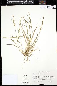 Carex gracilescens image