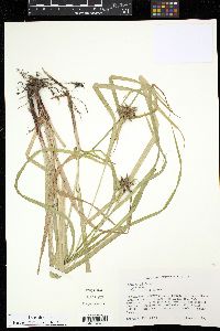Carex grayi image