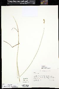 Carex festucacea image