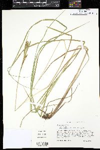 Carex emoryi image