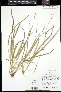 Carex gracilescens image