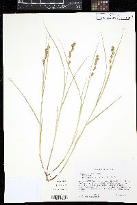 Carex hormathodes image