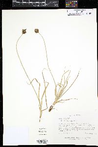 Carex ebenea image