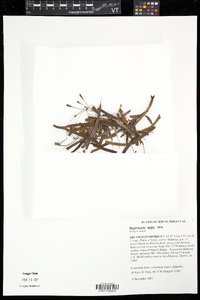 Phanerosorus major image