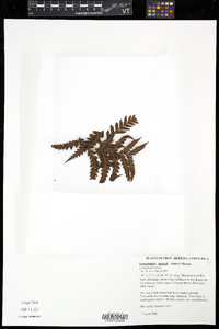 Loxsomopsis pearcei image