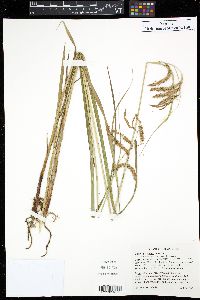 Carex gynandra image