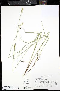 Carex festucacea image