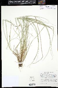 Carex floridana image