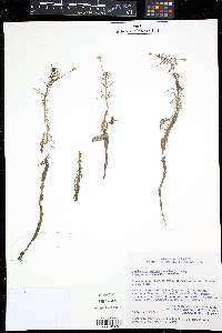 Media resource of Benjaminia reflexa