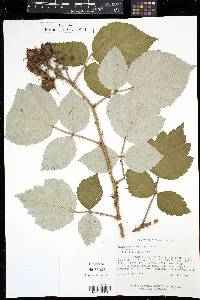 Rubus phoenicolasius image