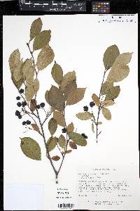 Aronia melanocarpa image