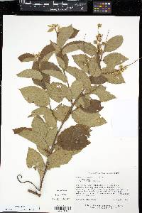 Gouania polygama image