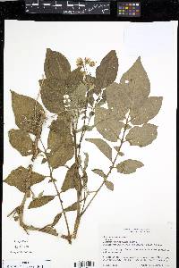 Solanum tuberosum image