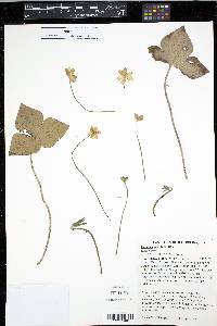 Anemone acutiloba image