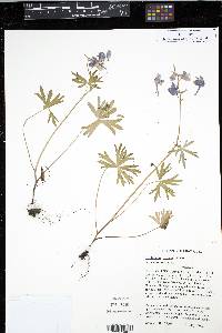 Delphinium tricorne image