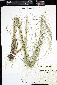Eragrostis trichodes image