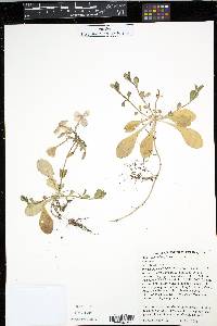 Phlox stolonifera image