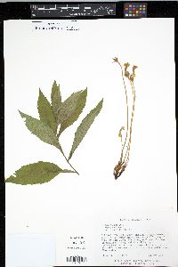Orobanche uniflora image
