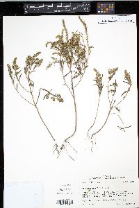 Iva angustifolia image