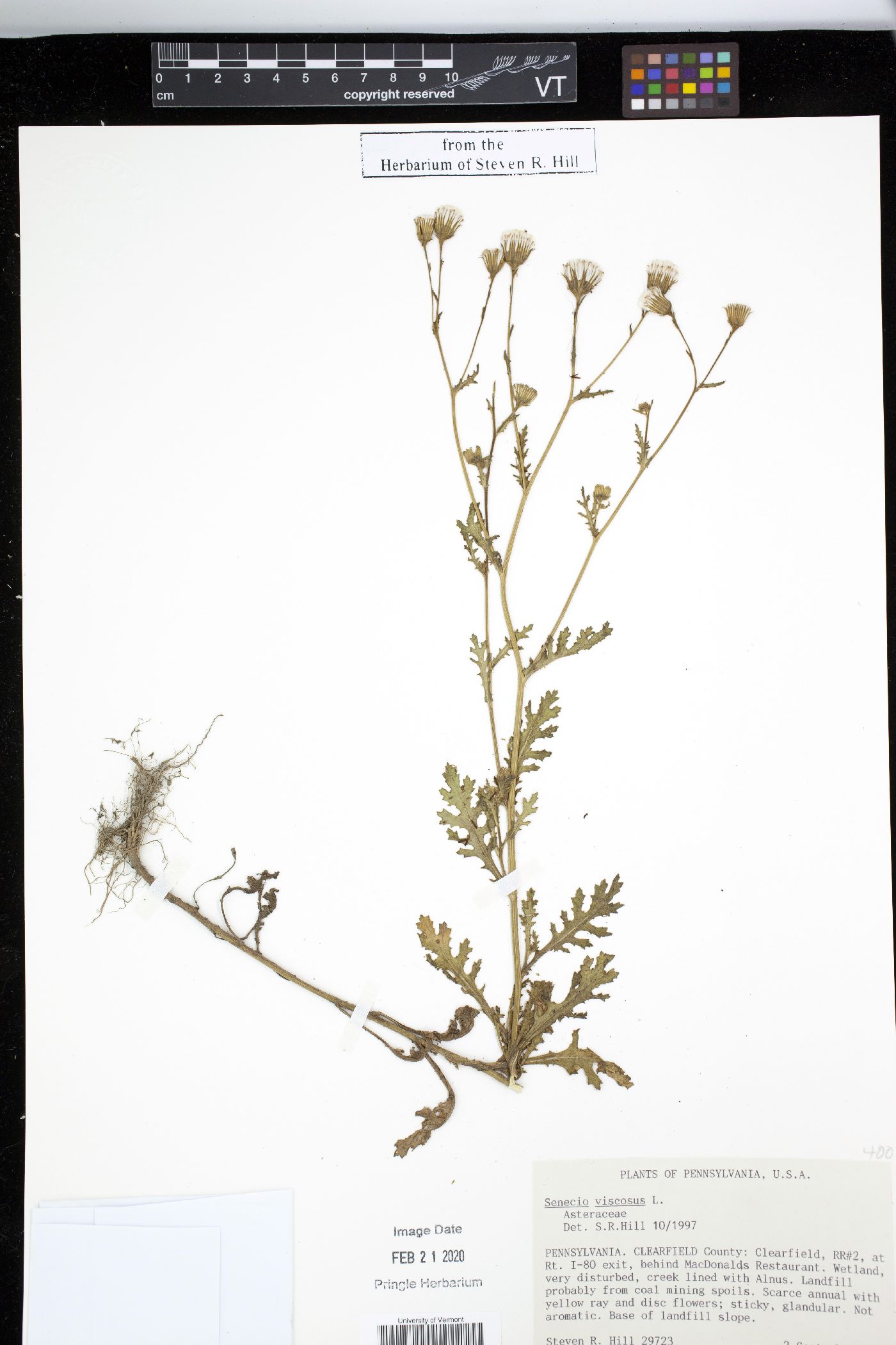 Senecio viscosus image