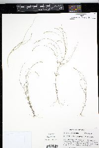 Polygala glochidiata image