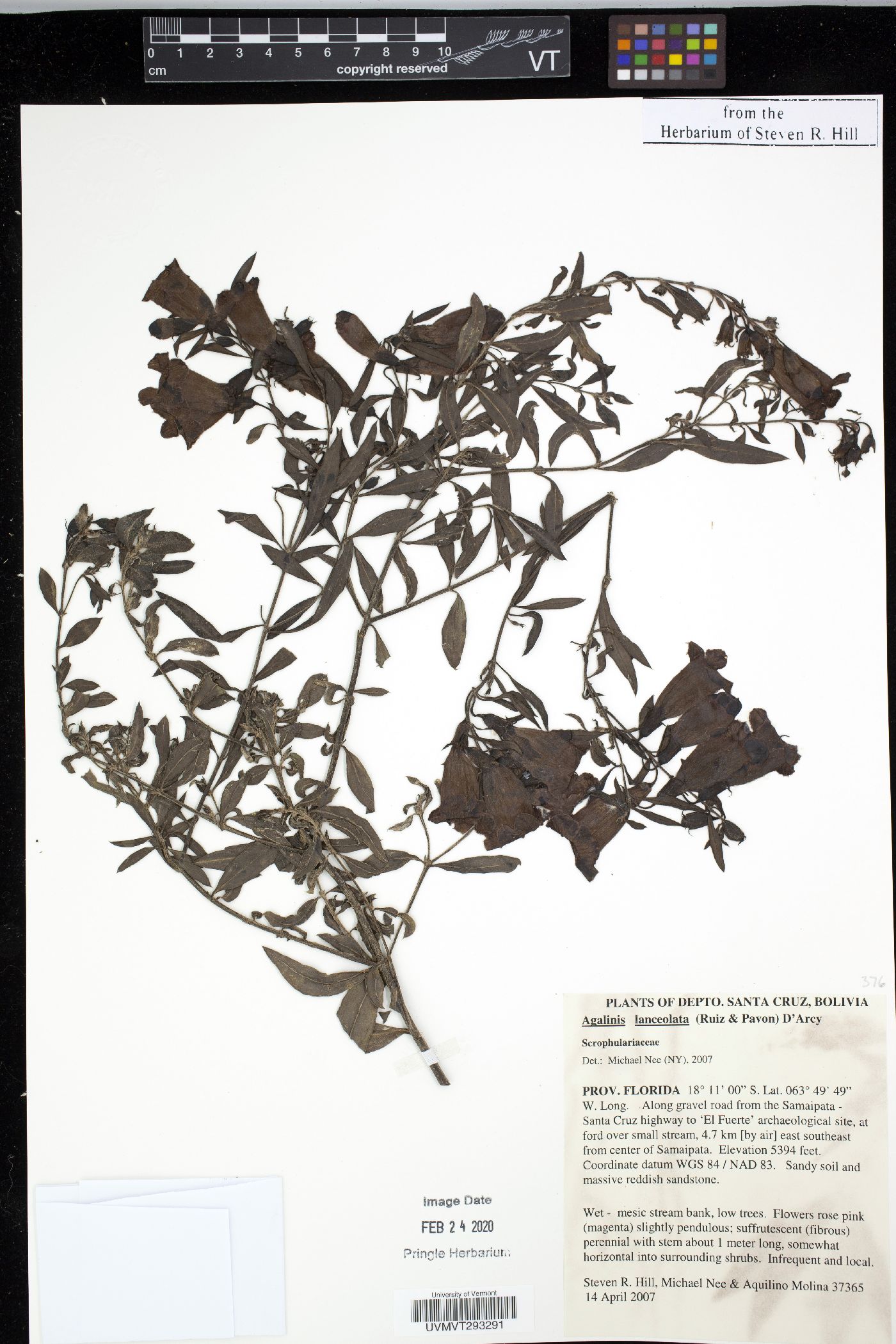 Agalinis lanceolata image