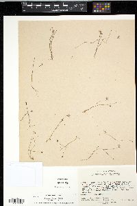 Utricularia petersoniae image