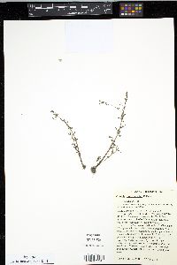 Gratiola quartermaniae image