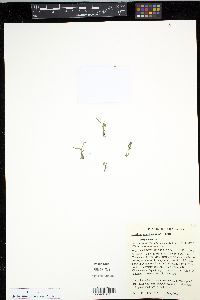 Gratiola quartermaniae image