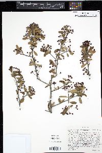 Pyracantha koidzumii image