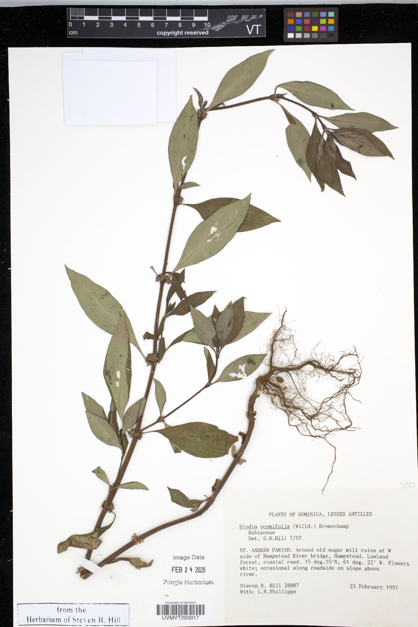 Diodia ocymifolia image