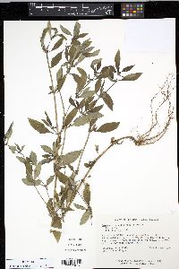 Spermacoce ernstii image