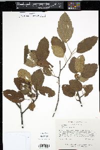 Malus ioënsis image
