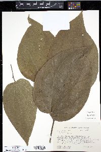 Piper reticulatum image