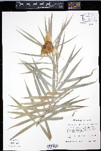 Freycinetia cumingiana image