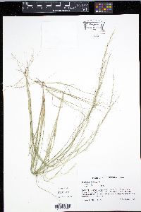 Aristida virgata image