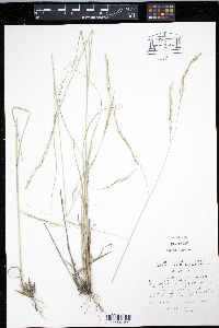 Aristida schiedeana image
