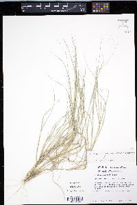 Aristida oligantha image