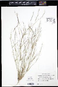 Aristida curtissii image